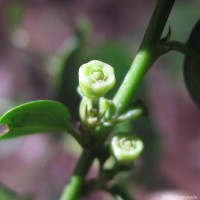 Breynia vitis-idaea (Burm.f.) C.E.C.Fisch.